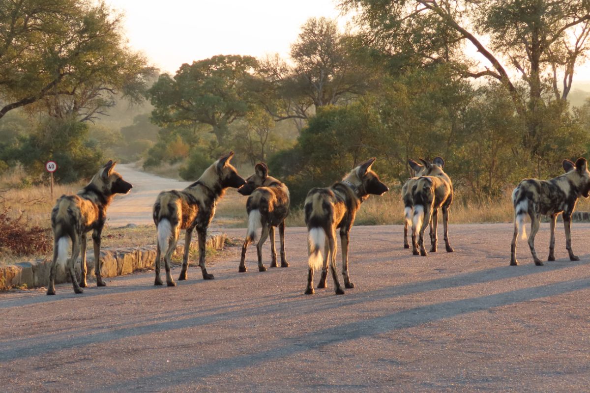 Endangered African Wild Dogs