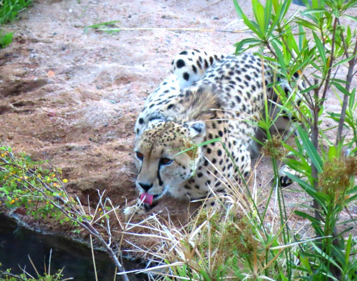 Fastest land animal - Cheetah