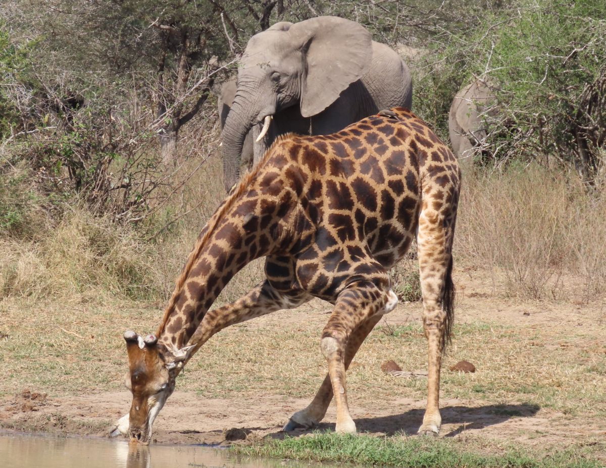 Tallest and biggest land mammal